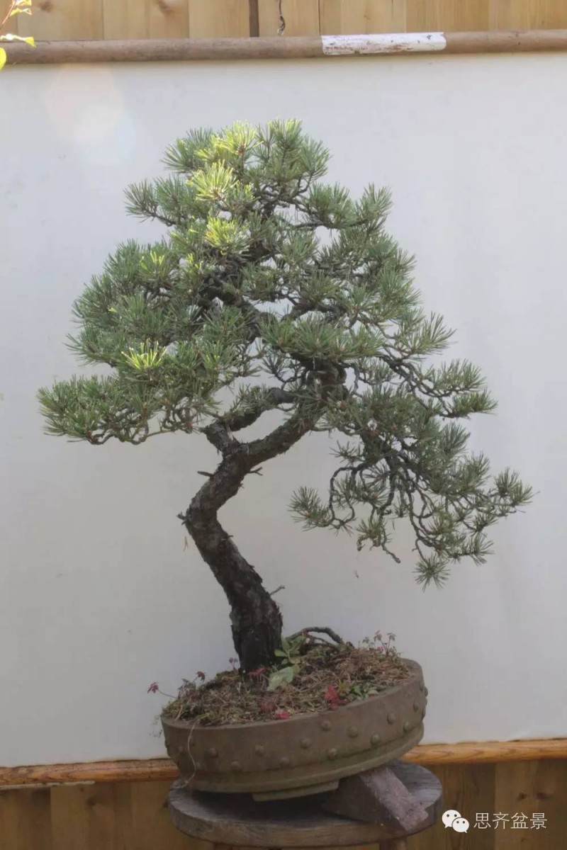 盆景制作 | 不下狠手,难得松树盆景佳品