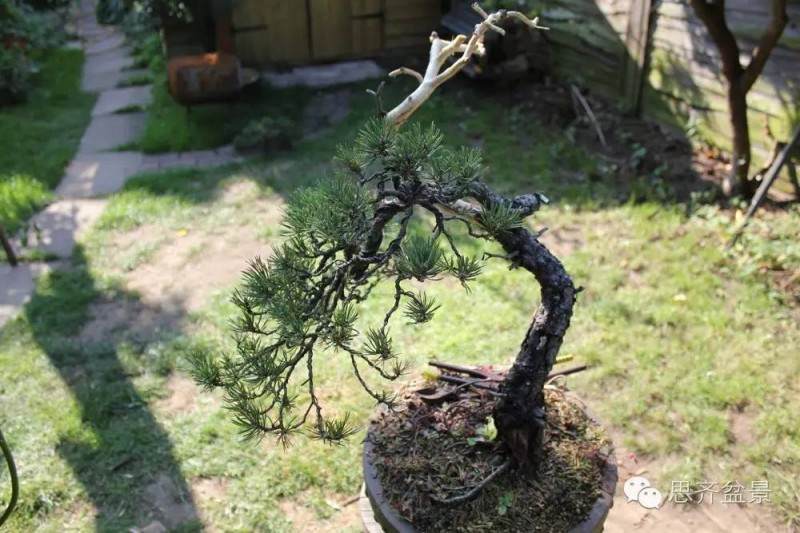 图解 松树盆景怎么拿弯蟠扎的方法