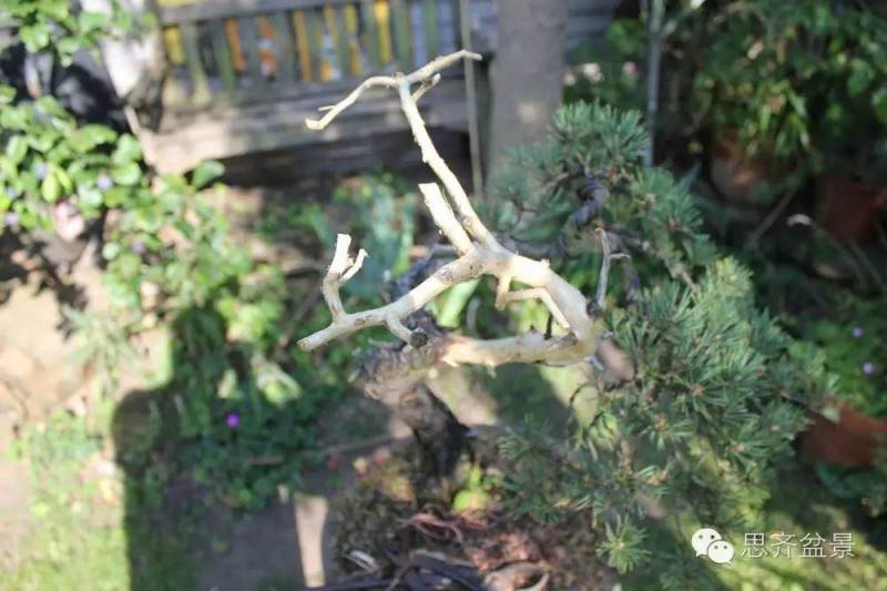 图解 松树盆景怎么拿弯蟠扎的方法