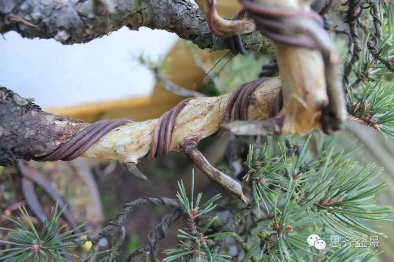 图解 松树盆景怎么拿弯蟠扎的方法