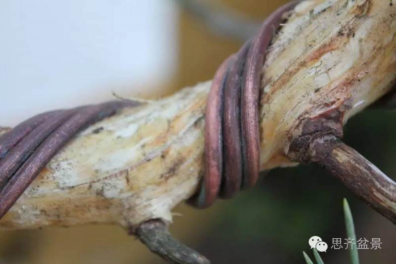 图解 松树盆景怎么拿弯蟠扎的方法