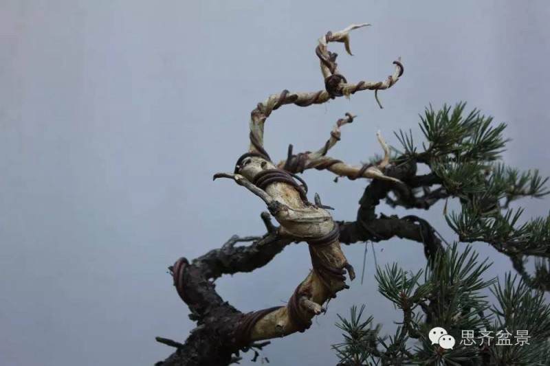 图解 松树盆景怎么拿弯蟠扎的方法