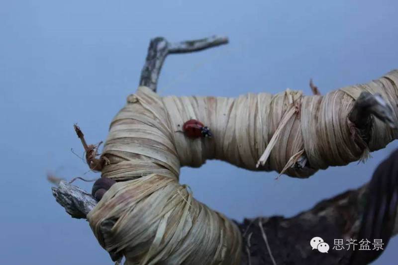 图解 松树盆景怎么拿弯蟠扎的方法