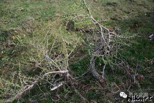 成长日记 | 临水式落叶松盆景的8年培育历程