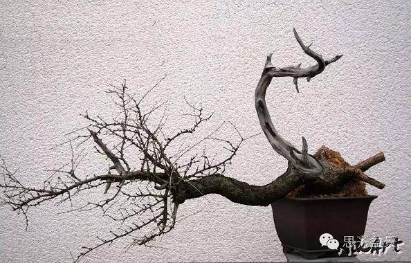 图解 临水式落叶松盆景的8年培育历程