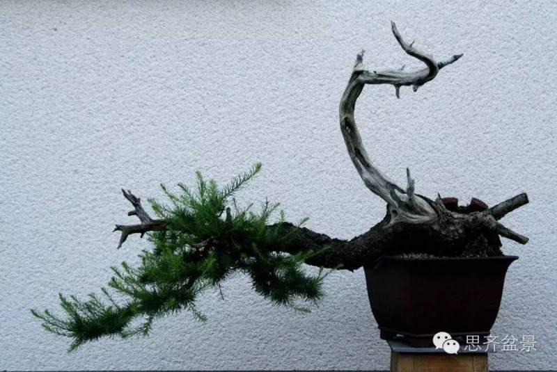 图解 临水式落叶松盆景的8年培育历程