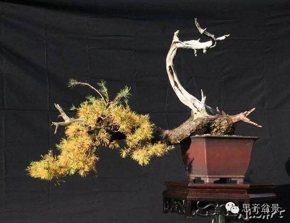 图解 临水式落叶松盆景的8年培育历程