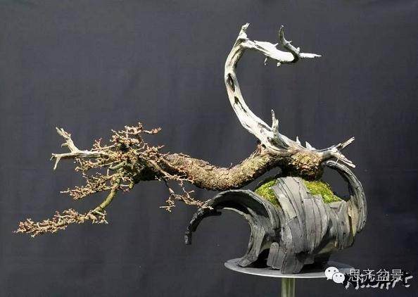 图解 临水式落叶松盆景的8年培育历程