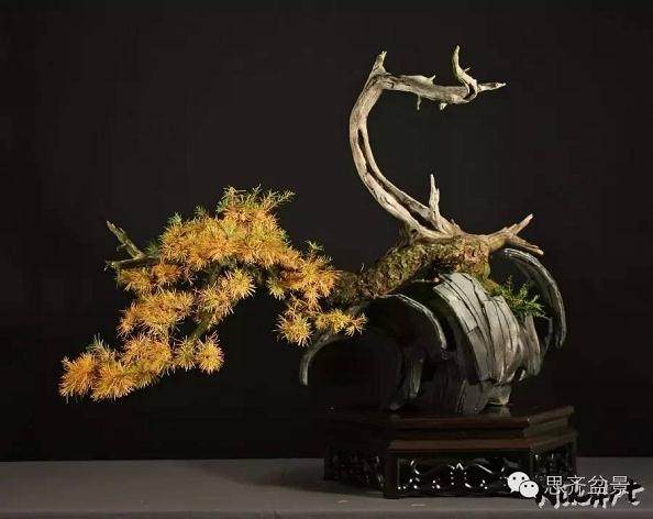 图解 临水式落叶松盆景的8年培育历程