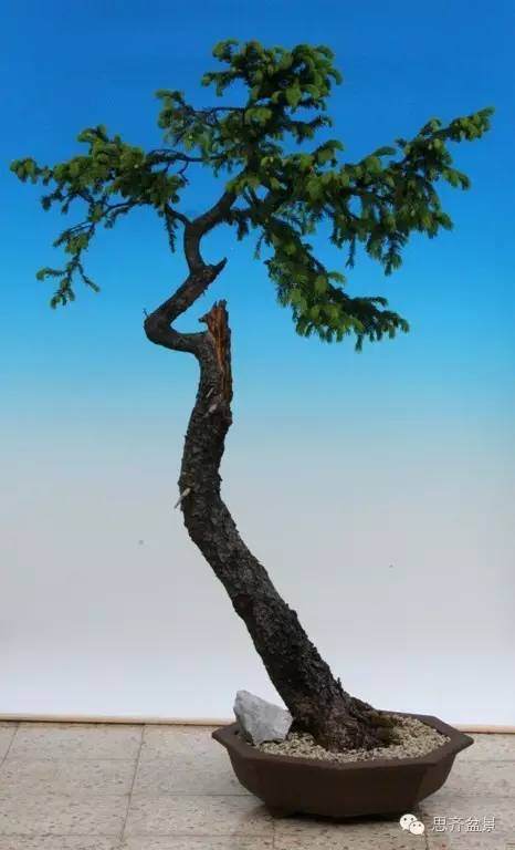 图解 文人云杉盆景怎么培育的历程