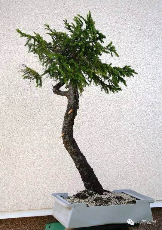 图解 文人云杉盆景怎么培育的历程