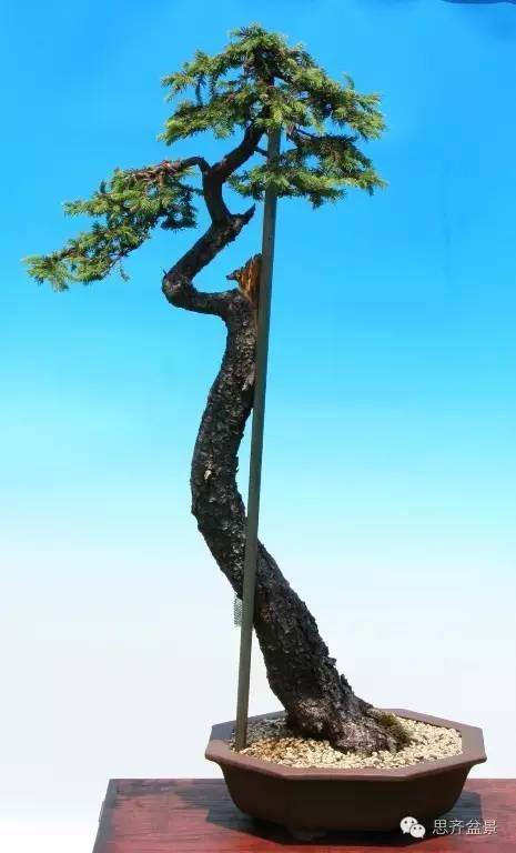 图解 文人云杉盆景怎么培育的历程