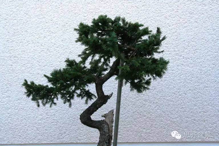 图解 文人云杉盆景怎么培育的历程