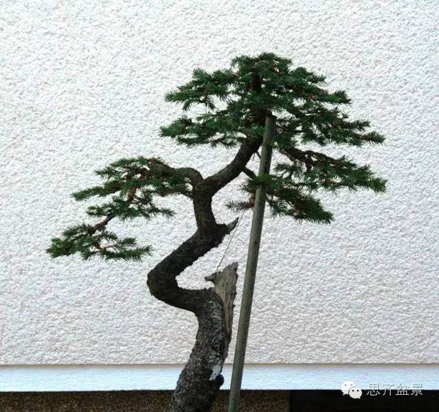 图解 文人云杉盆景怎么培育的历程