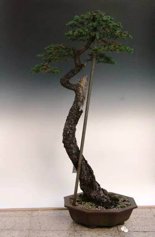 图解 文人云杉盆景怎么培育的历程