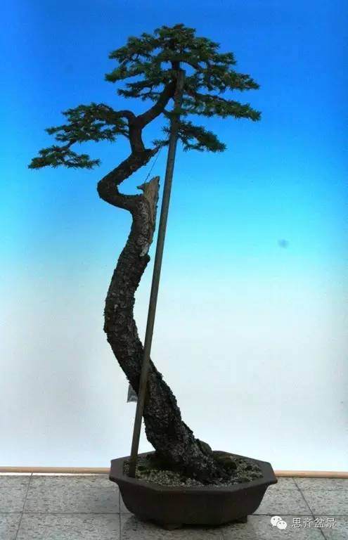 图解 文人云杉盆景怎么培育的历程