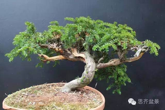 图解 红豆杉盆景怎么造型设计的方法