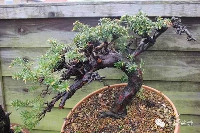 图解 红豆杉盆景怎么造型设计的方法
