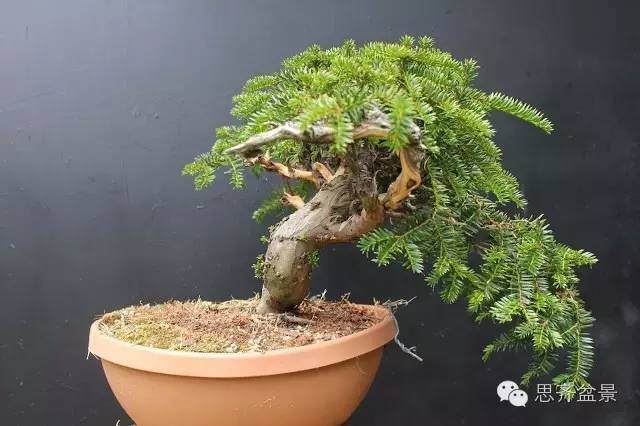 图解 红豆杉盆景怎么造型设计的方法