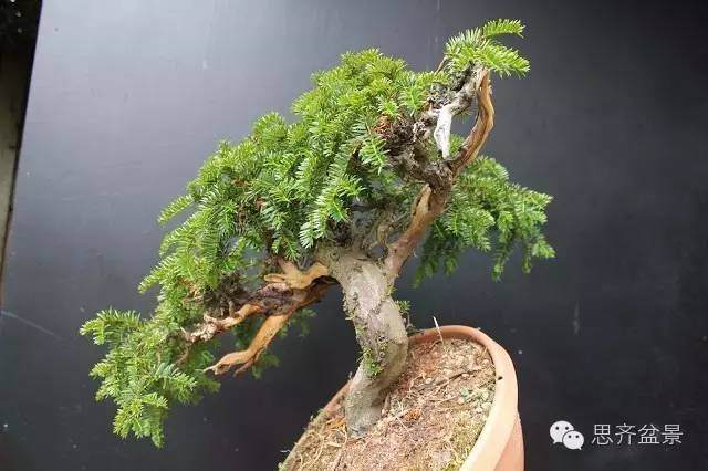 图解 红豆杉盆景怎么造型设计的方法