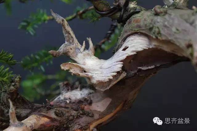 图解 红豆杉盆景怎么造型设计的方法