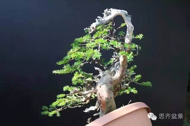 图解 红豆杉盆景怎么造型设计的方法