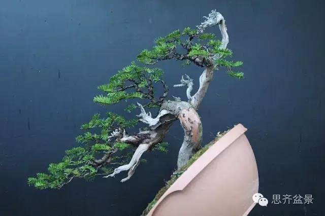 图解 红豆杉盆景怎么造型设计的方法