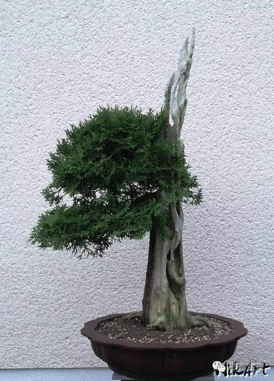 图解 舍利骨盆景上腐烂的部分如何处理