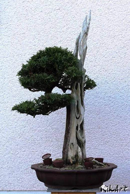 图解 舍利骨盆景上腐烂的部分如何处理