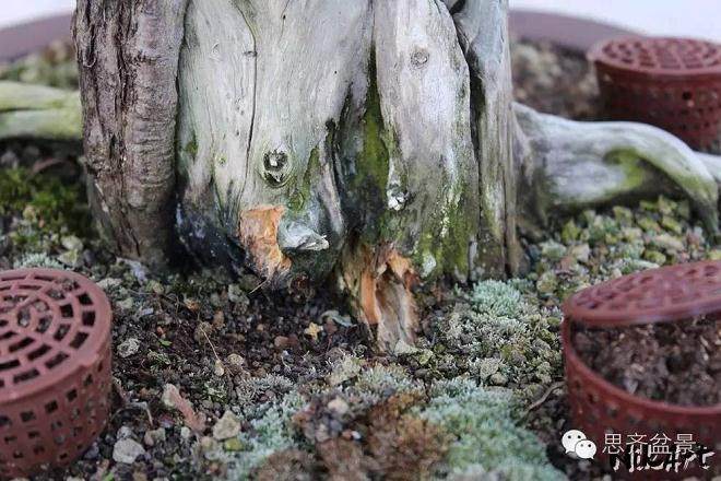 图解 舍利骨盆景上腐烂的部分如何处理