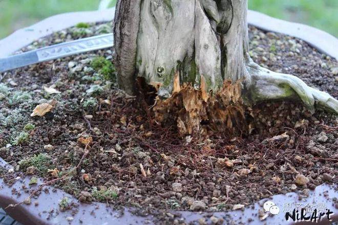图解 舍利骨盆景上腐烂的部分如何处理