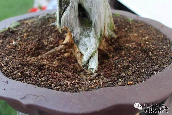 图解 舍利骨盆景上腐烂的部分如何处理