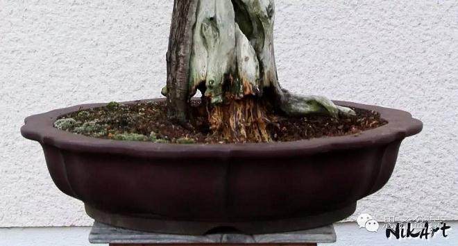 图解 舍利骨盆景上腐烂的部分如何处理