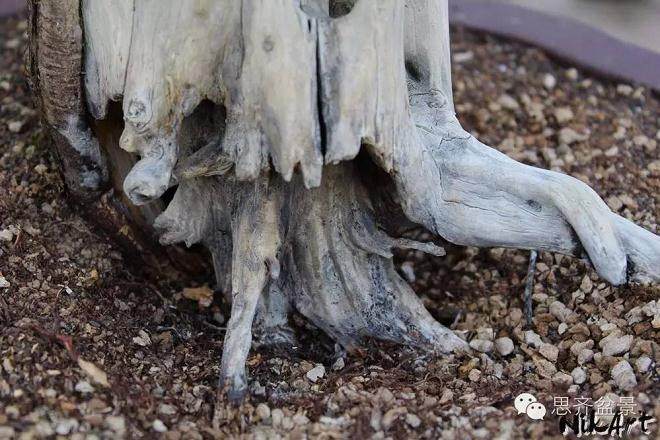 图解 舍利骨盆景上腐烂的部分如何处理