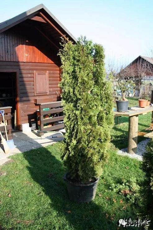 图解 舍利骨盆景上腐烂的部分如何处理