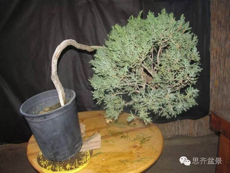 盆景制作 | 大枝拿弯的详细图解