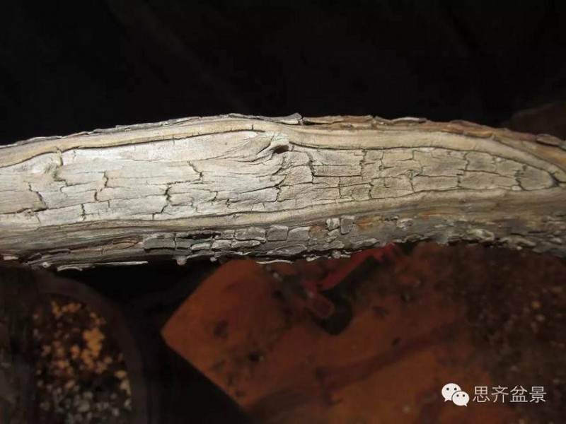 图解 盆景大枝怎么拿弯的方法