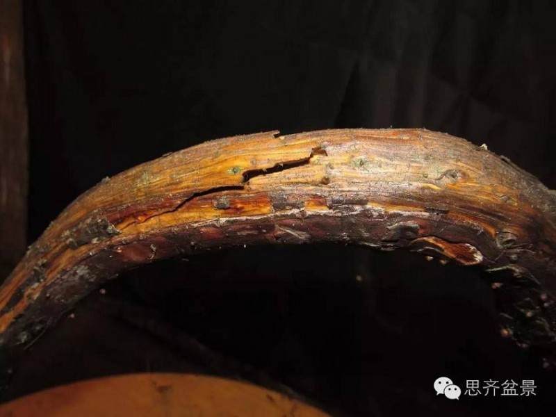 图解 盆景大枝怎么拿弯的方法