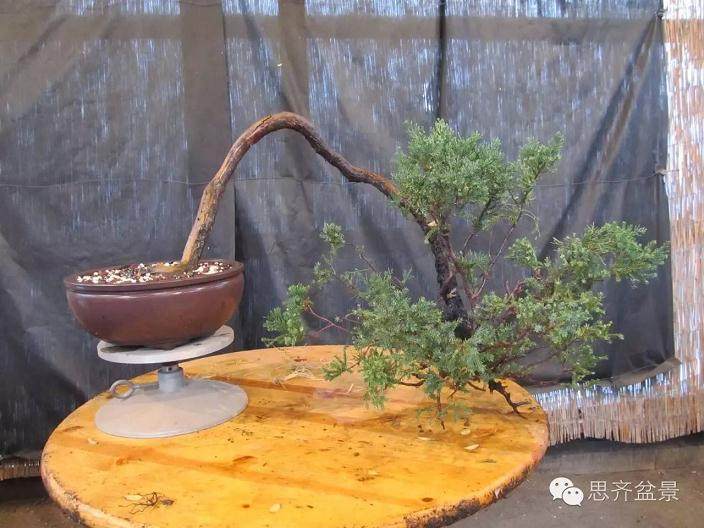 图解 盆景大枝怎么拿弯的方法