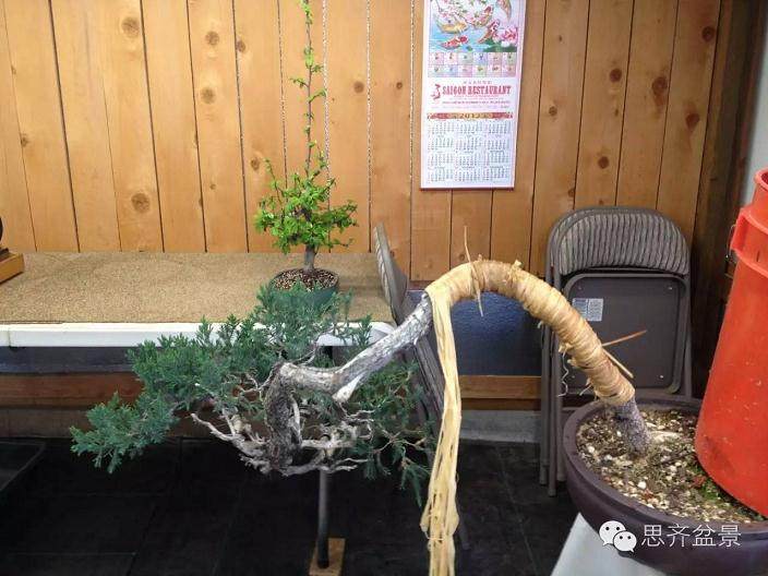 图解 盆景大枝怎么拿弯的方法