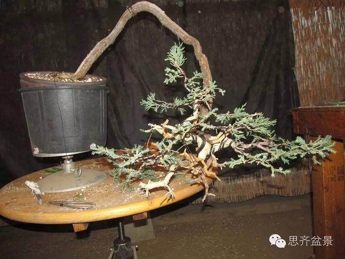 图解 盆景大枝怎么拿弯的方法