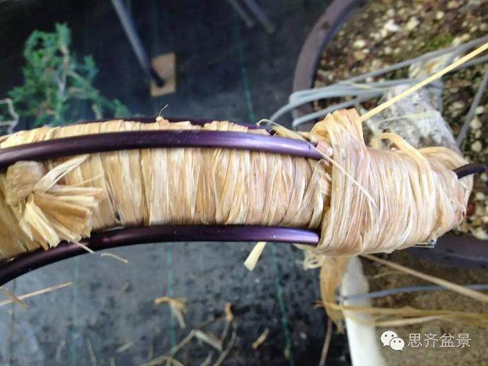 图解 盆景大枝怎么拿弯的方法