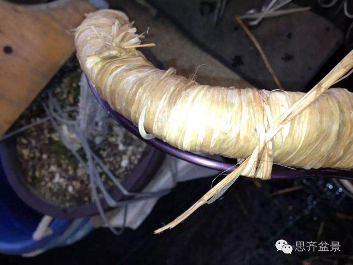 图解 盆景大枝怎么拿弯的方法