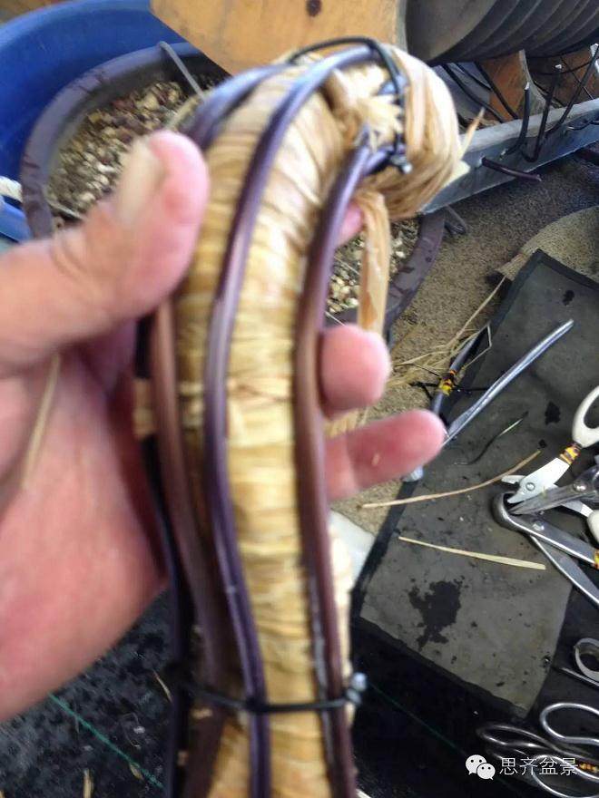 图解 盆景大枝怎么拿弯的方法