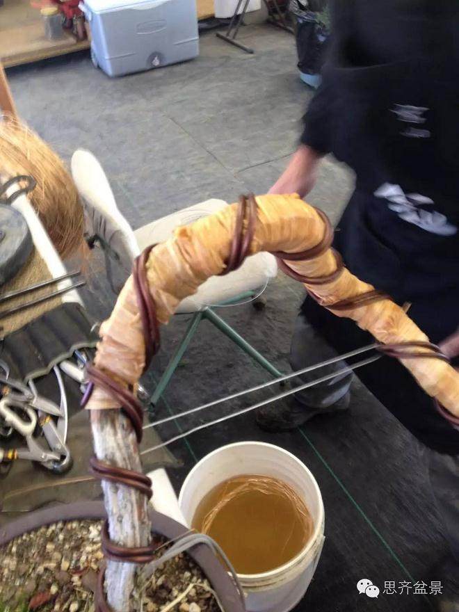 图解 盆景大枝怎么拿弯的方法