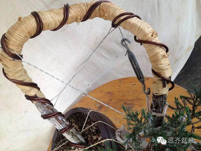 图解 盆景大枝怎么拿弯的方法