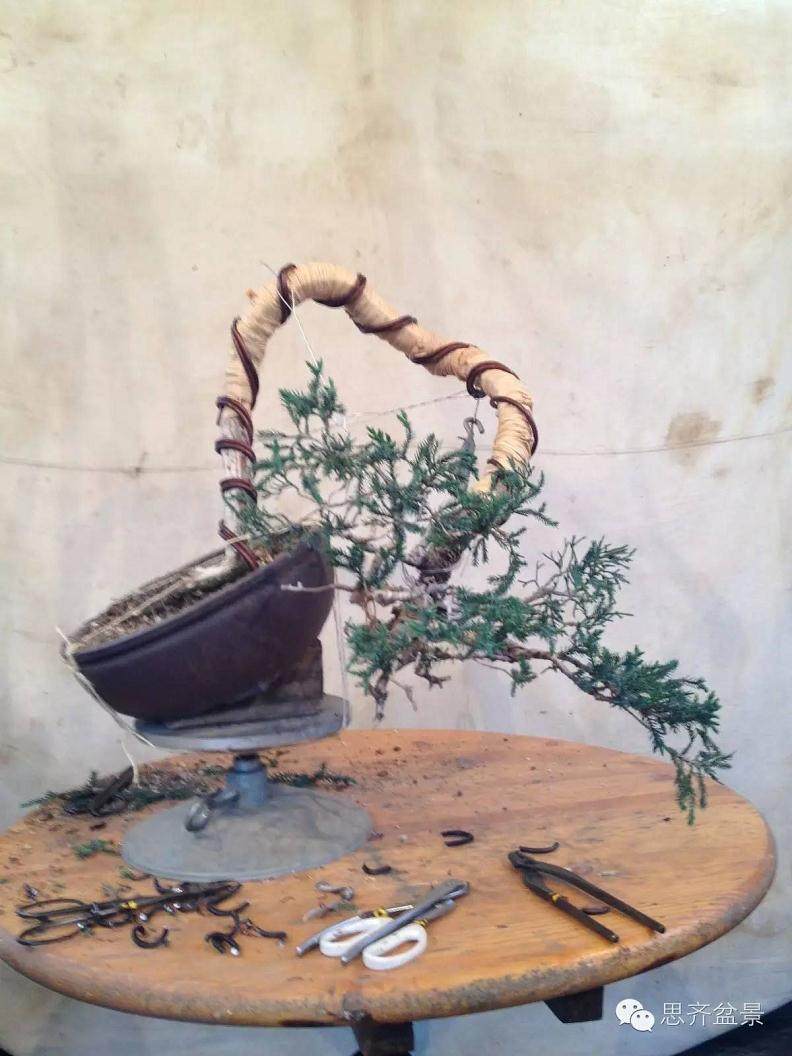 图解 盆景大枝怎么拿弯的方法