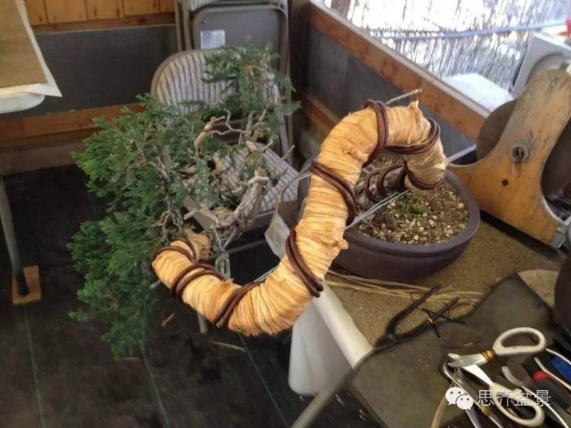 图解 盆景大枝怎么拿弯的方法