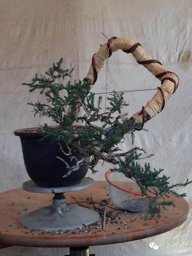 图解 盆景大枝怎么拿弯的方法
