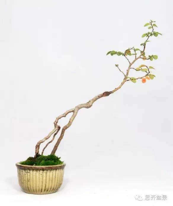 盆景学堂 | 用榆树根培育速
